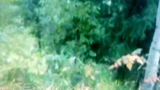 indyjska dziewczyna sika w lesie (pov Ścieśniać)