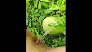 Tyttö Pissing On The Coconut In The Jungle Grass