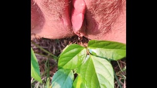 Short Piss In The Grass