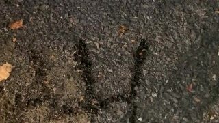 Amateur Brian tries to pee piss and spell public urination