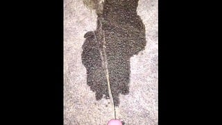 Pissing On The Carpet! 4K