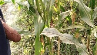 Big Cock Pissing In Corn Field