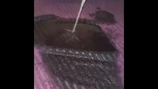 Couldn’t Help It Had To Pee On Carpet