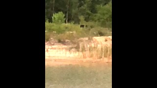 Not Alone In The Wild When I Took A Piss Outside This Time, Spotted A Single Black Bear & A Deer