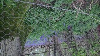 Pissing Near Private Bluebell Forest