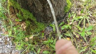 pissing on a tree