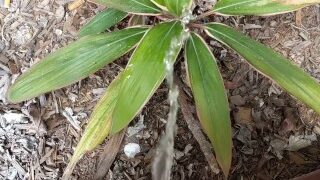 Pissing on a tree outside