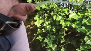 Pissing on the stairs outside in a glorious weather