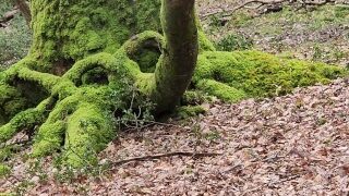 Pissing Outdoors In A Forest