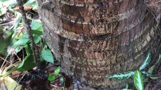 What Happened When I Peed on the Tree