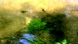 Public Pissing Delight